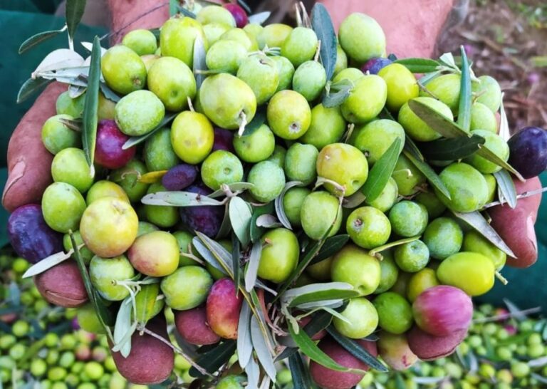 Olive